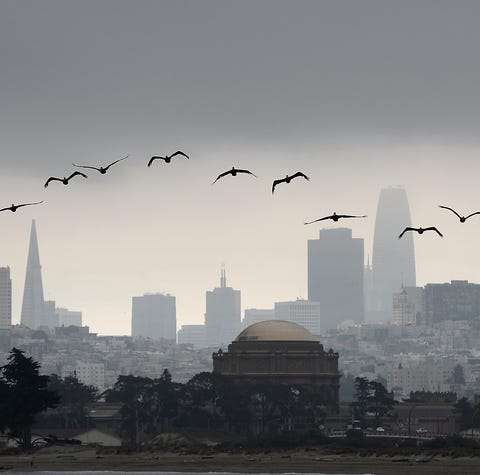 Brown pelicans fly in front of the San Francisco s