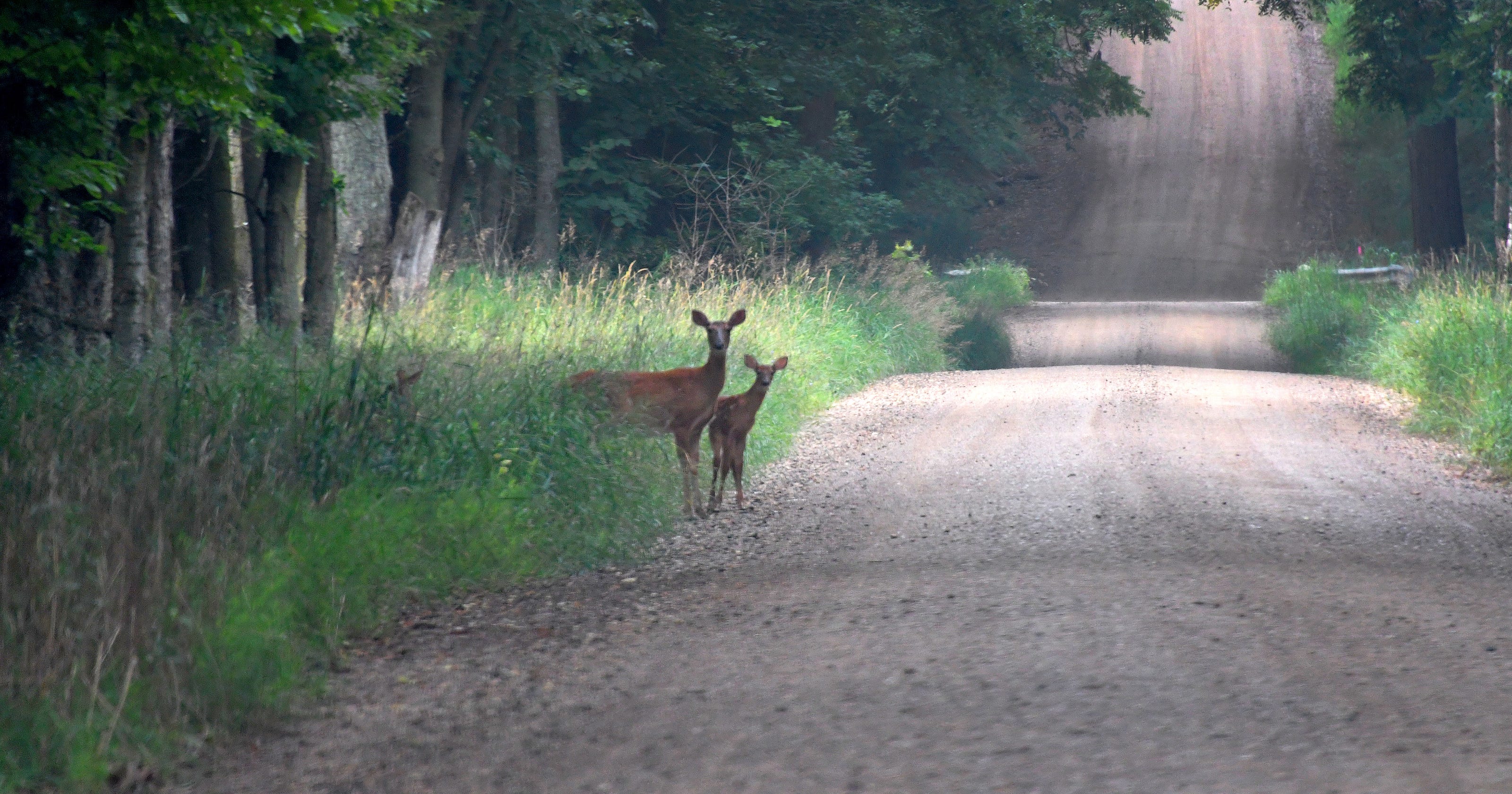 Michigan hunter killed on first day of firearms deer season