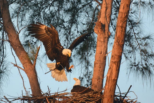 Photos Marco Islands Eagles