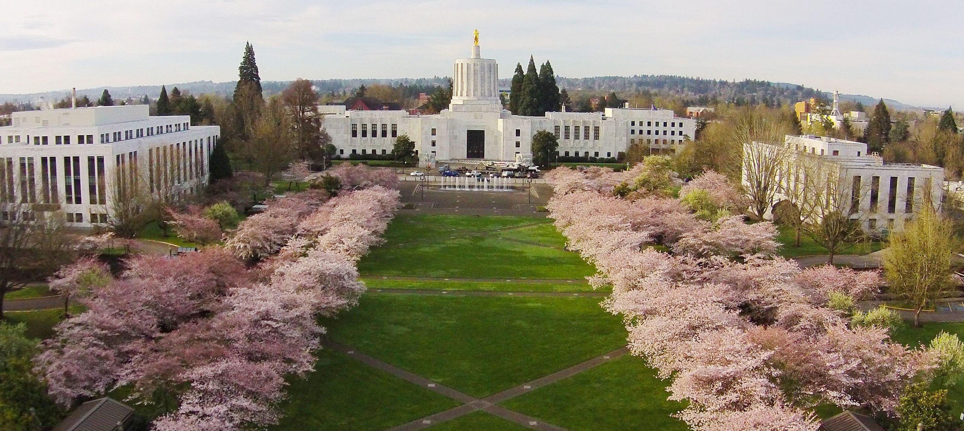 Oregon Capitol’s flowering cherry trees may be removed