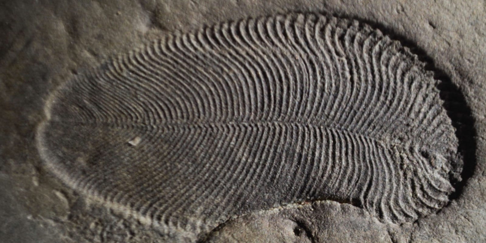 Oldest known animal fossil, Dickinsonia, revealed by scientists