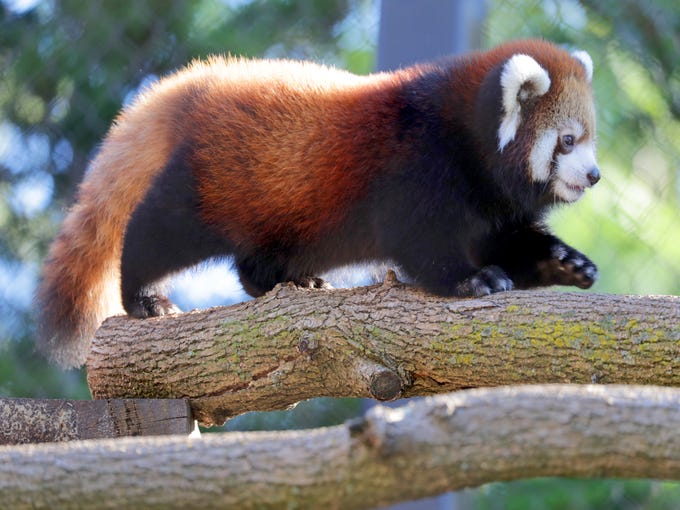 New baby red panda at the zoo