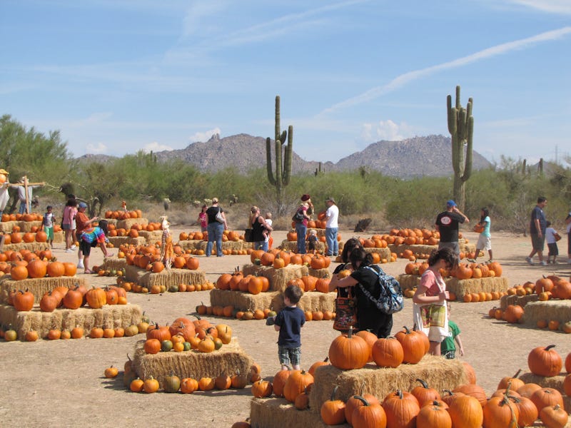 best pumpkin patch in phoenix