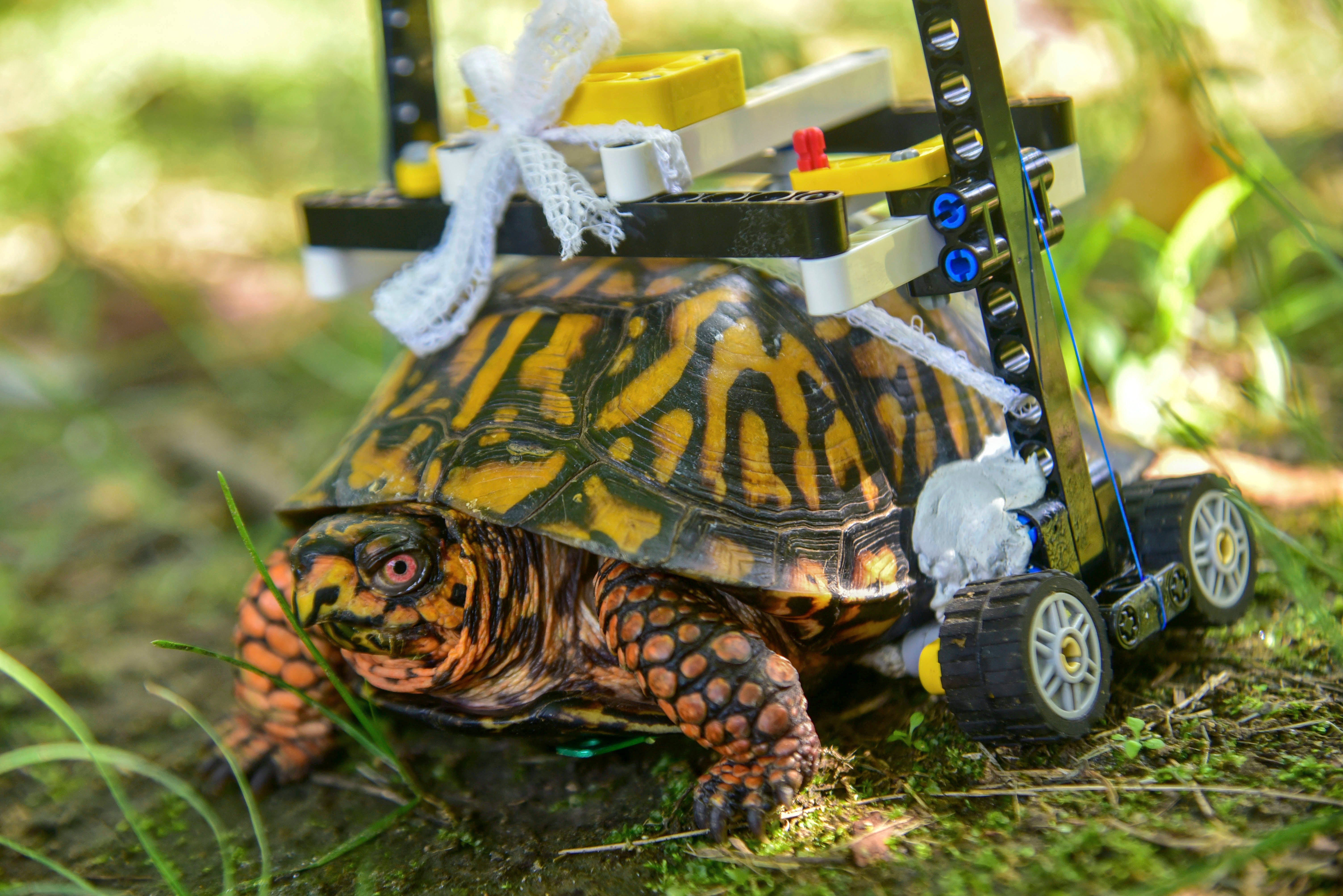 turtle with broken shell