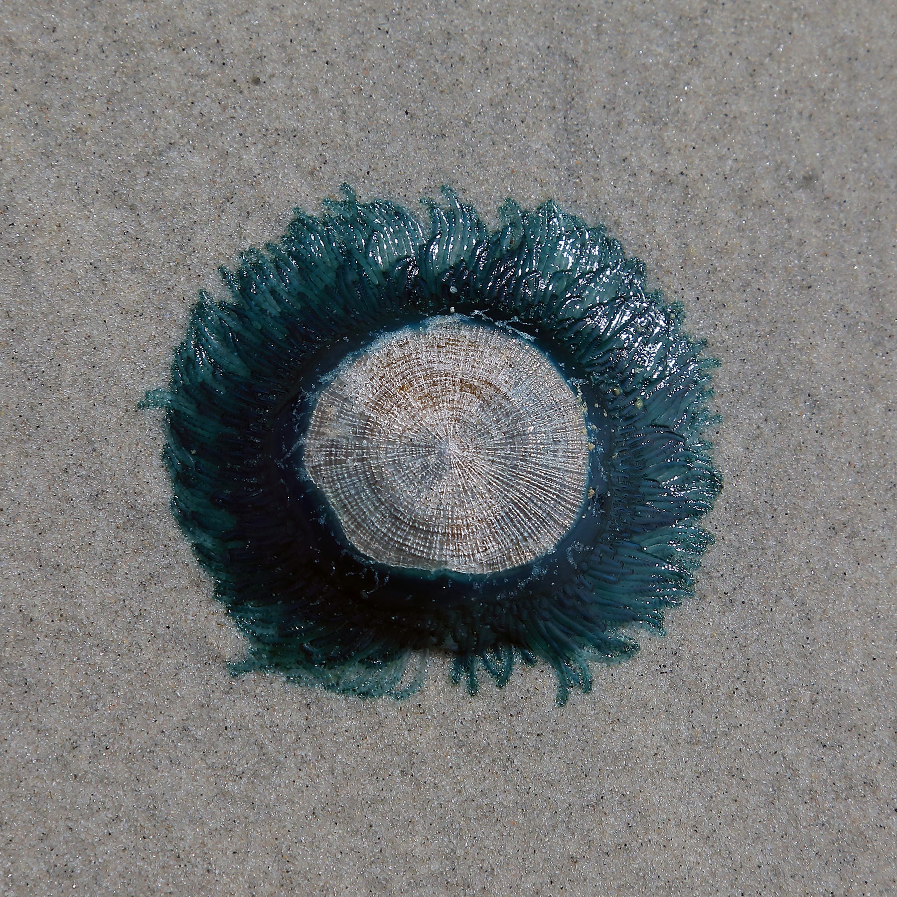 Blue Button Jellyfish Wash Up On Jersey Shore Courtesy Of Florence