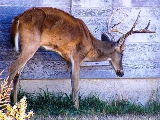 An emaciated Kansas deer suffering from MDC.