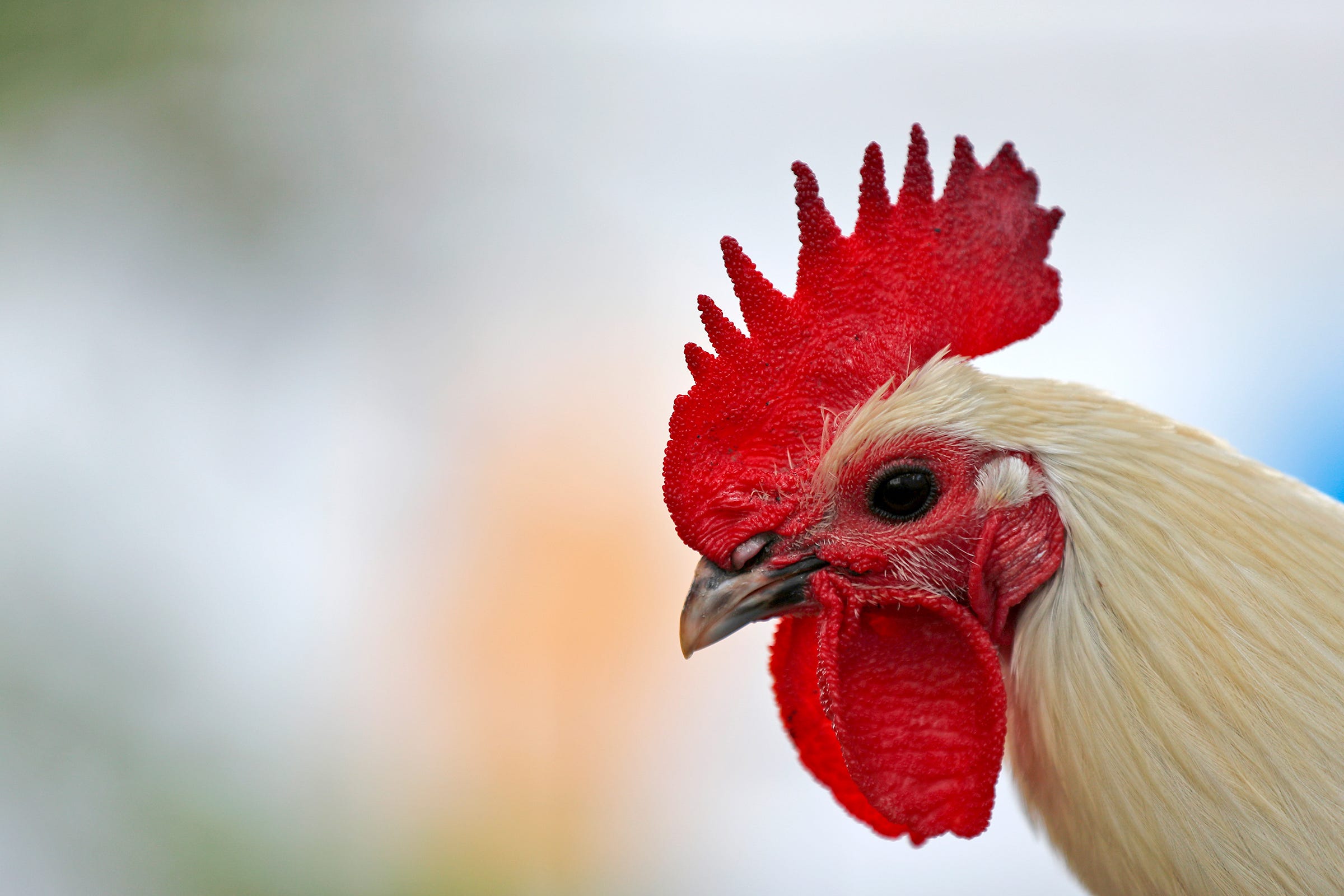 You Can Be Part Of The Chicken Chapel Of Love