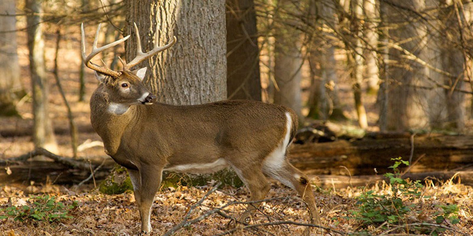 Mississippi deer hunting feeding, CWD zones changed. Limits altered