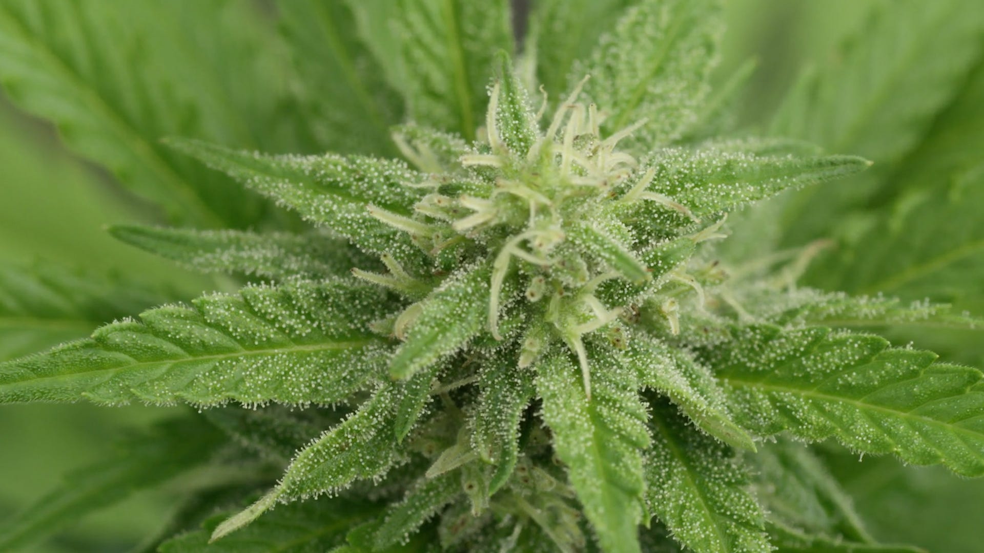 canada-to-start-legal-marijuana-sales