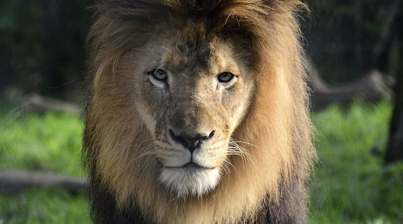Lioness kills lion at Indianapolis Zoo 'That's the way they kill their