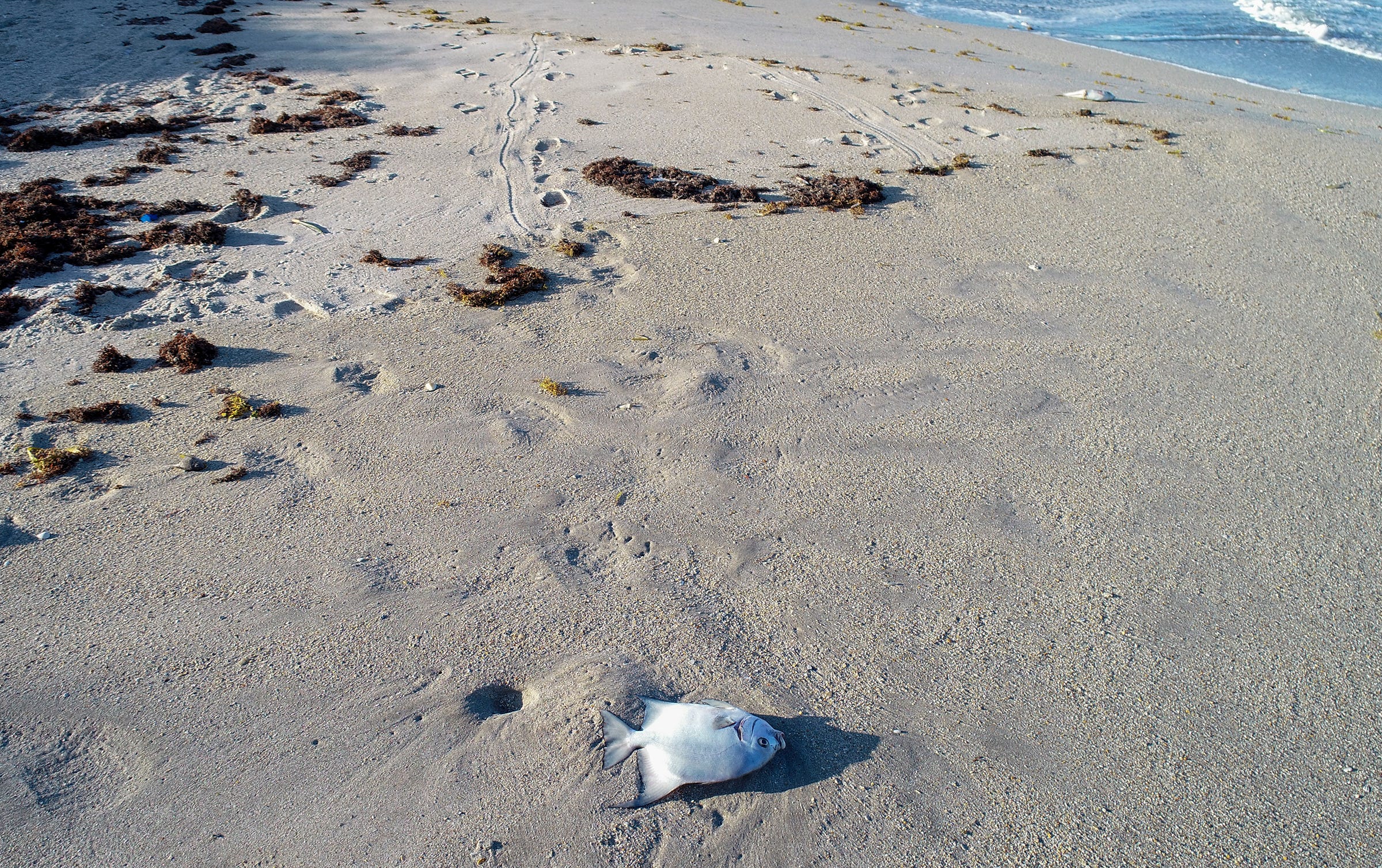 did-red-tide-kill-fish-in-the-indian-river-lagoon-in-st-lucie-county