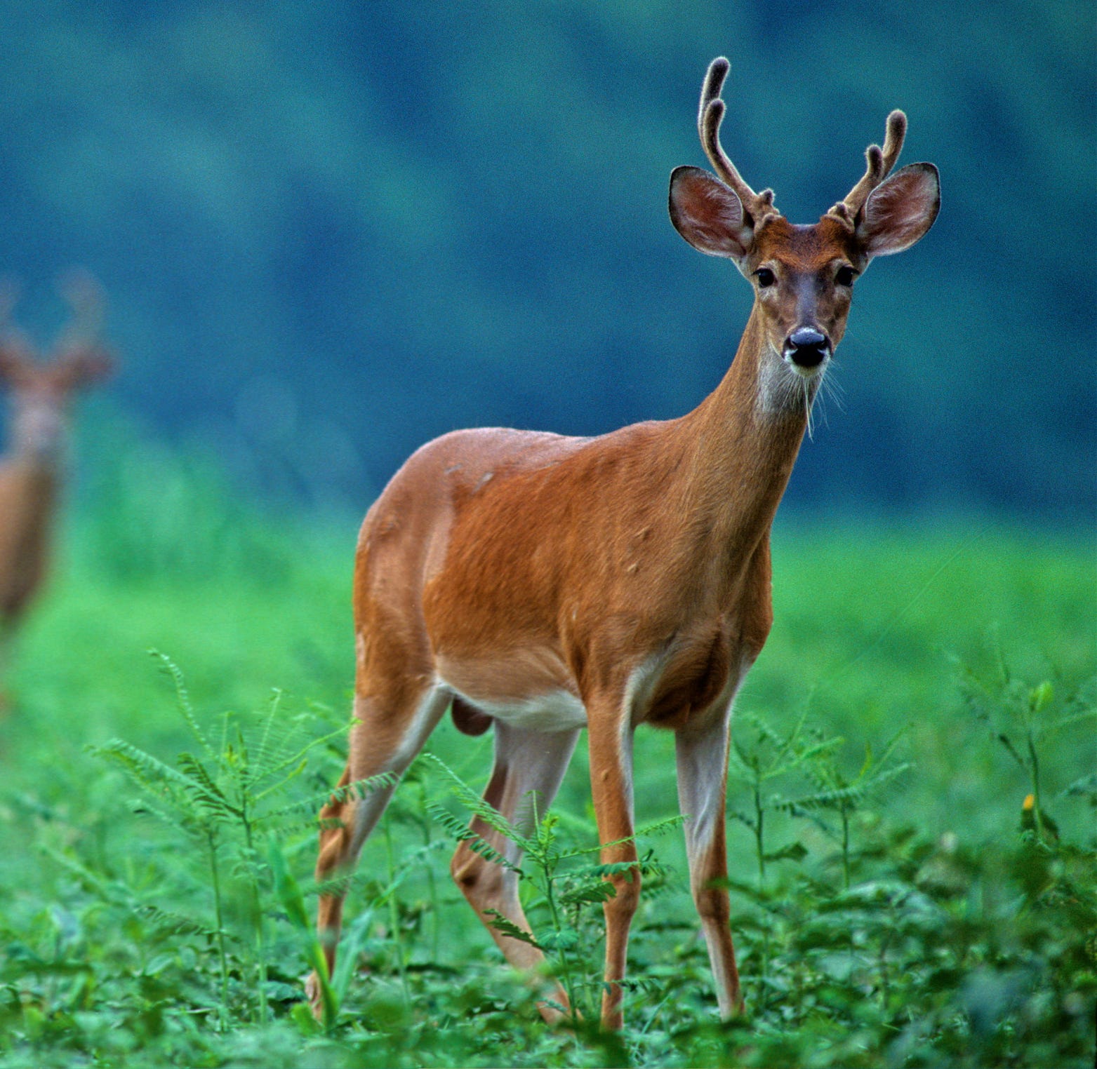 Chronic Wasting Disease In Mississippi