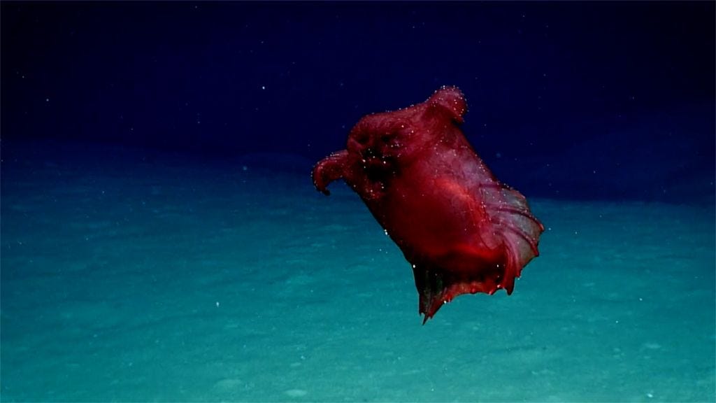 headless chicken monster swimming deep in the antarctic ocean