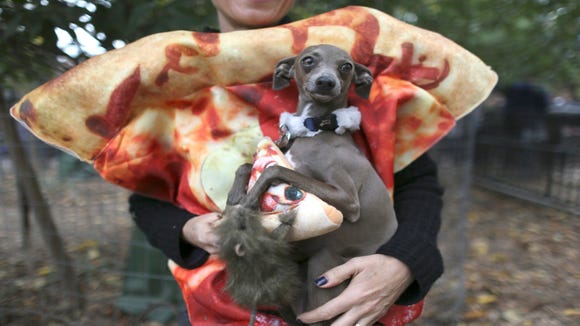 Twiggy the Italian Greyhound can remove Pizza Rat. A girl dressed in a close dress can not mainly because pizza and vermin are not sexy.