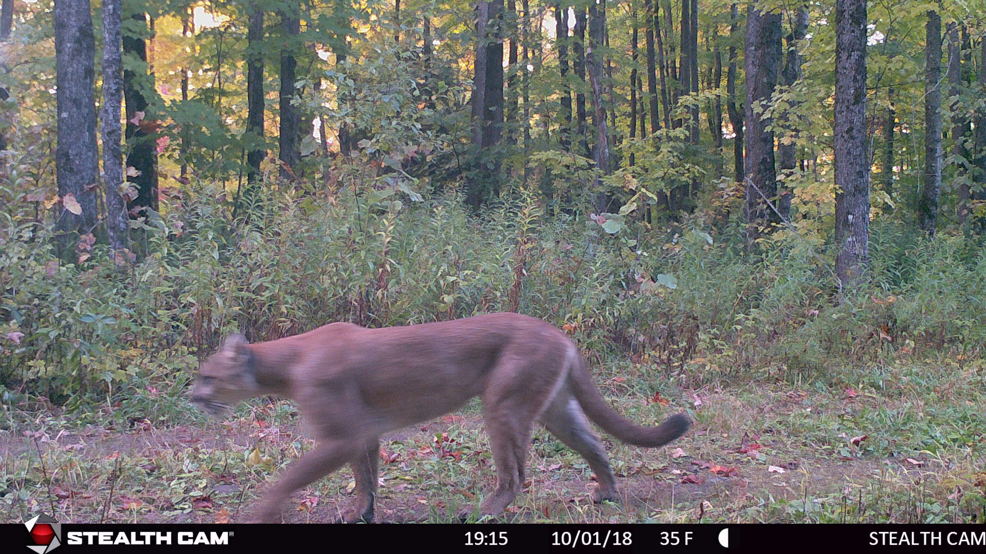 Do Increased Cougar Sightings Mean More Are Roaming Michigan 