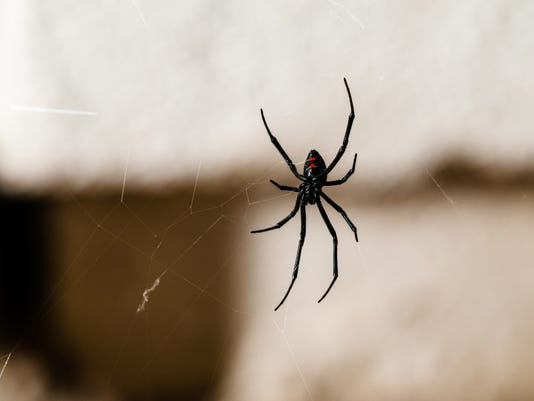 Black Widow Spider "data-mycapture-src =" https://www.gannett-cdn.com/presto/2018/10/25/USAT/f3cec216-840d-4ab8-844e-2bca35e347c3-GettyImages-516397672.jpg "de données -mycapture-sm-src = "https://www.gannett-cdn.com/presto/2018/10/25/USAT/f3cec216-840d-4ab8-844e-2bca35e347c3-GettyImages-516397672.jpg?width=500&height= 332