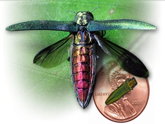 The emerald ash borer, of size comparable to a penny. (photo illustration)