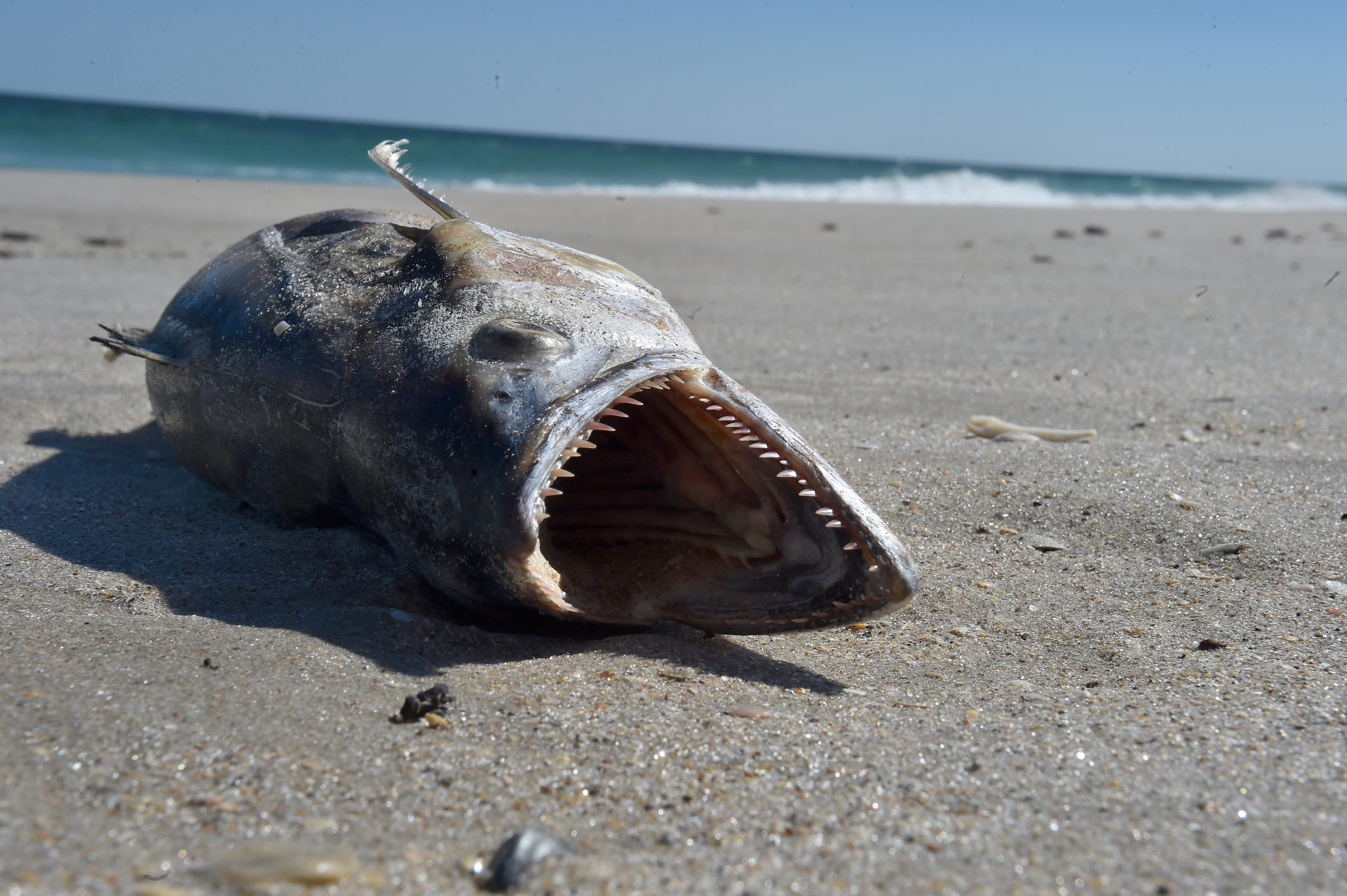 dog ate rotten fish