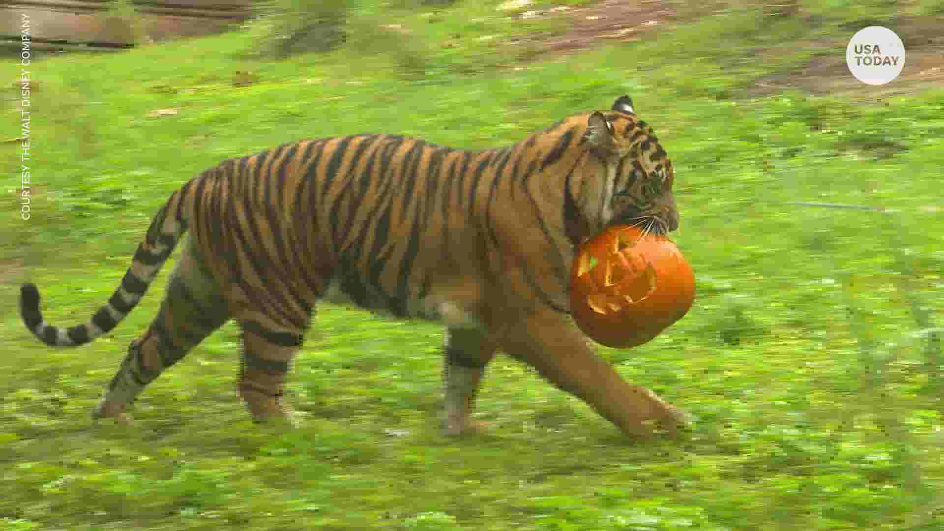 Disney's Animal Kingdom gets into the Halloween spirit