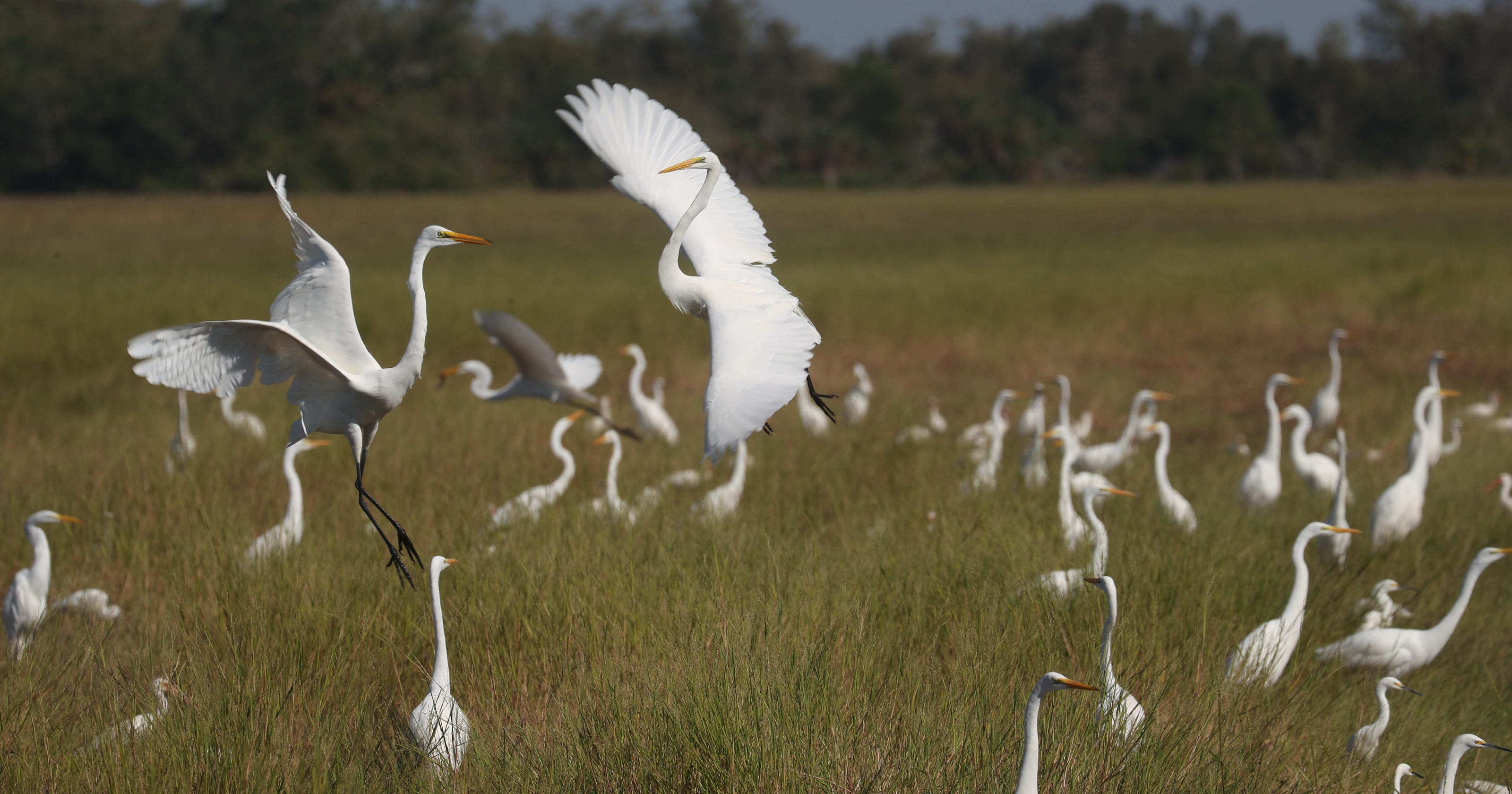 Is that a heron or an egret? Our guide to the region #39 s white birds can help