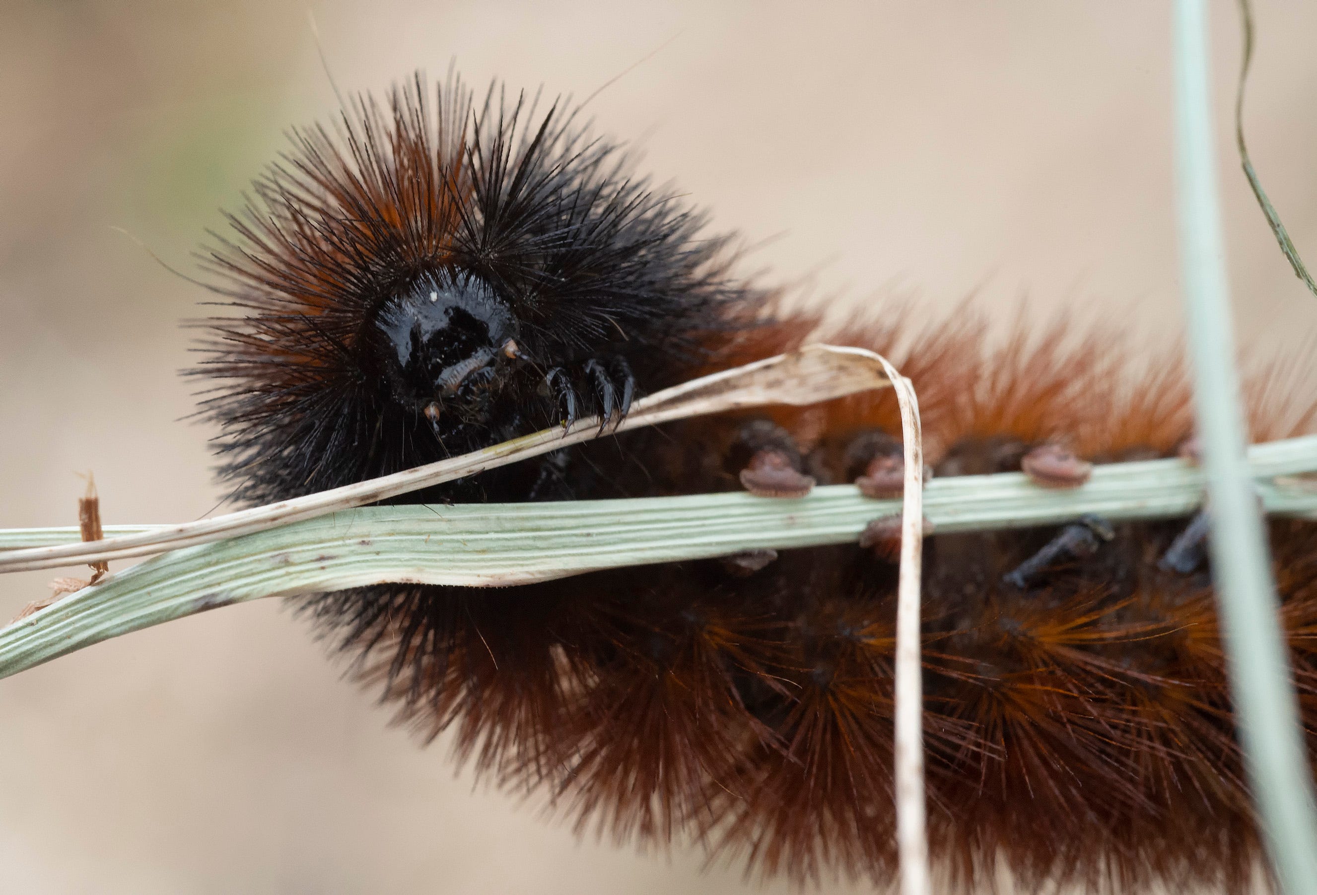 download white wooly caterpillar