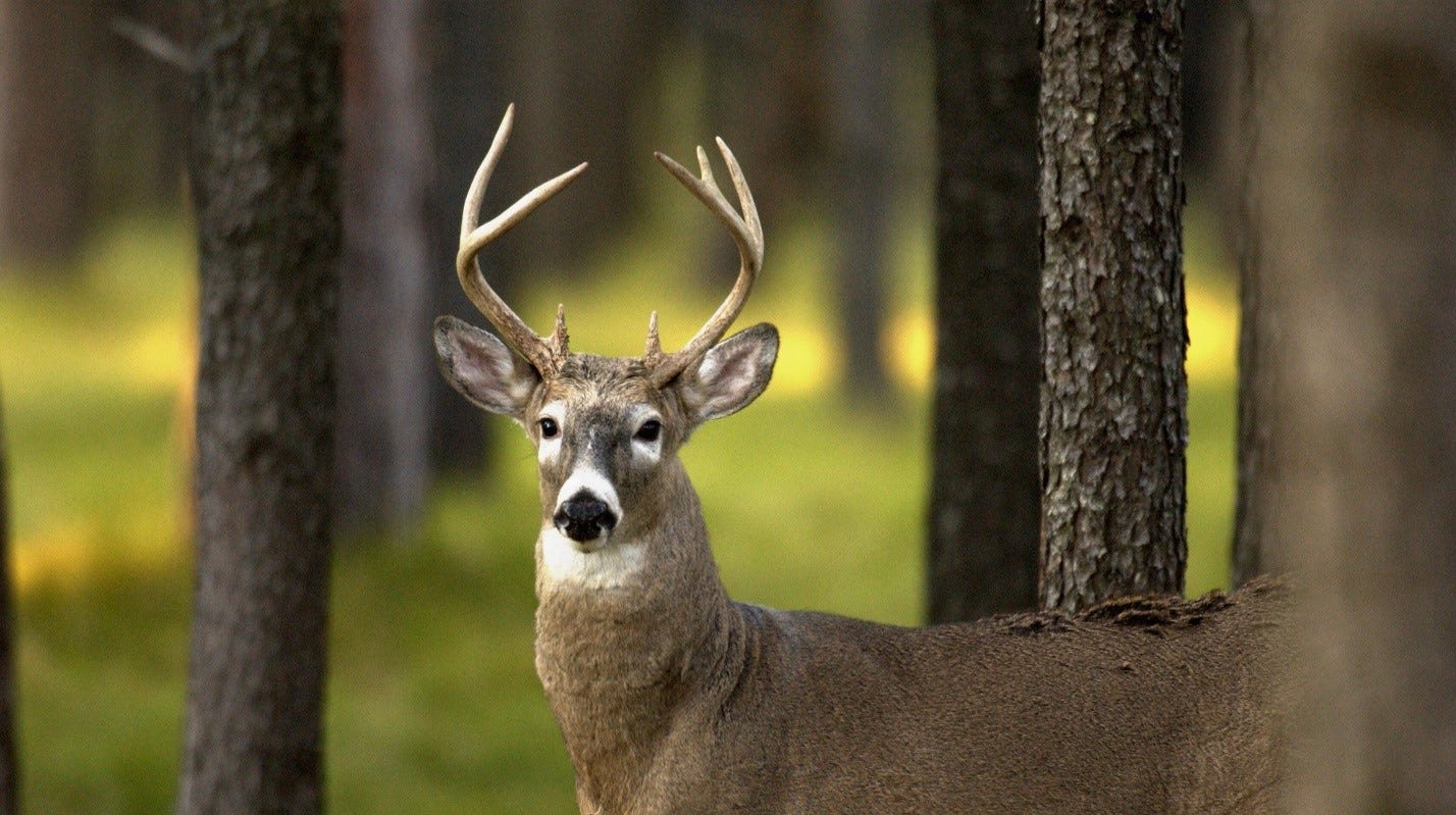 hunting-is-crucial-to-conserve-michigan-s-white-tailed-deer-here-s-why