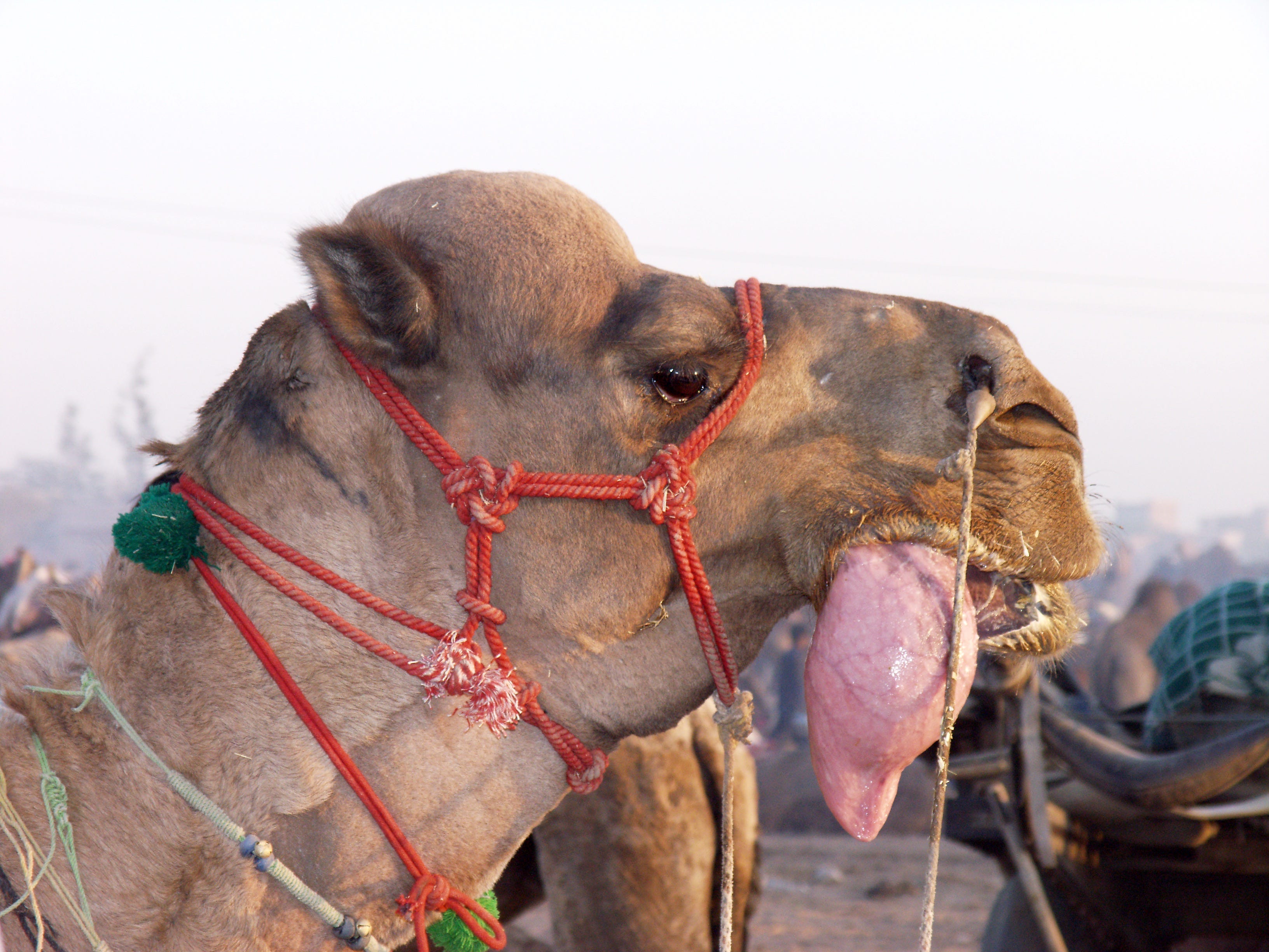 Ecologist Finds Flora Fauna And Wildlife In India S Thar Desert