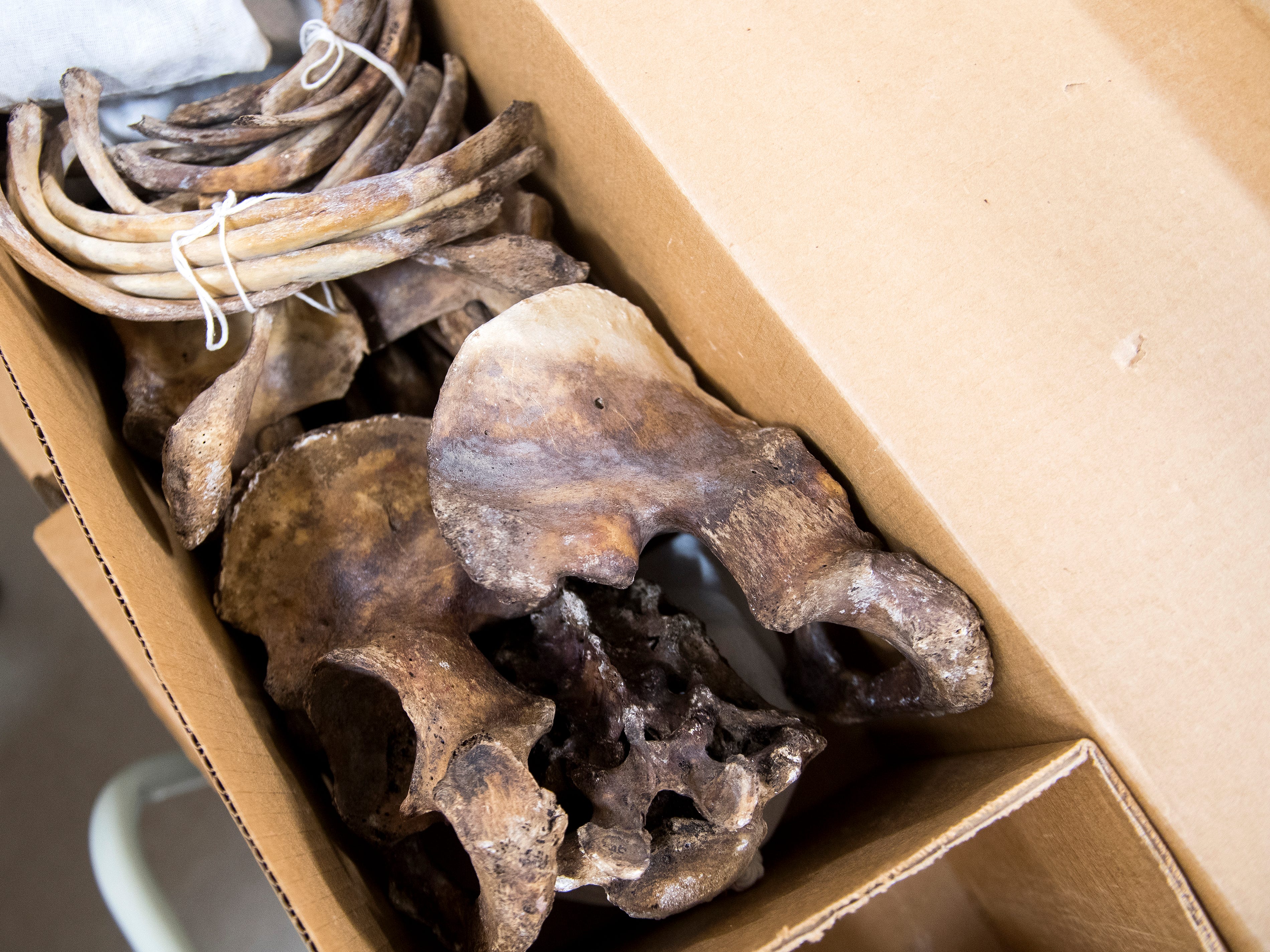 What Happens To Skeletons From University Of Tennessee S Body Farm