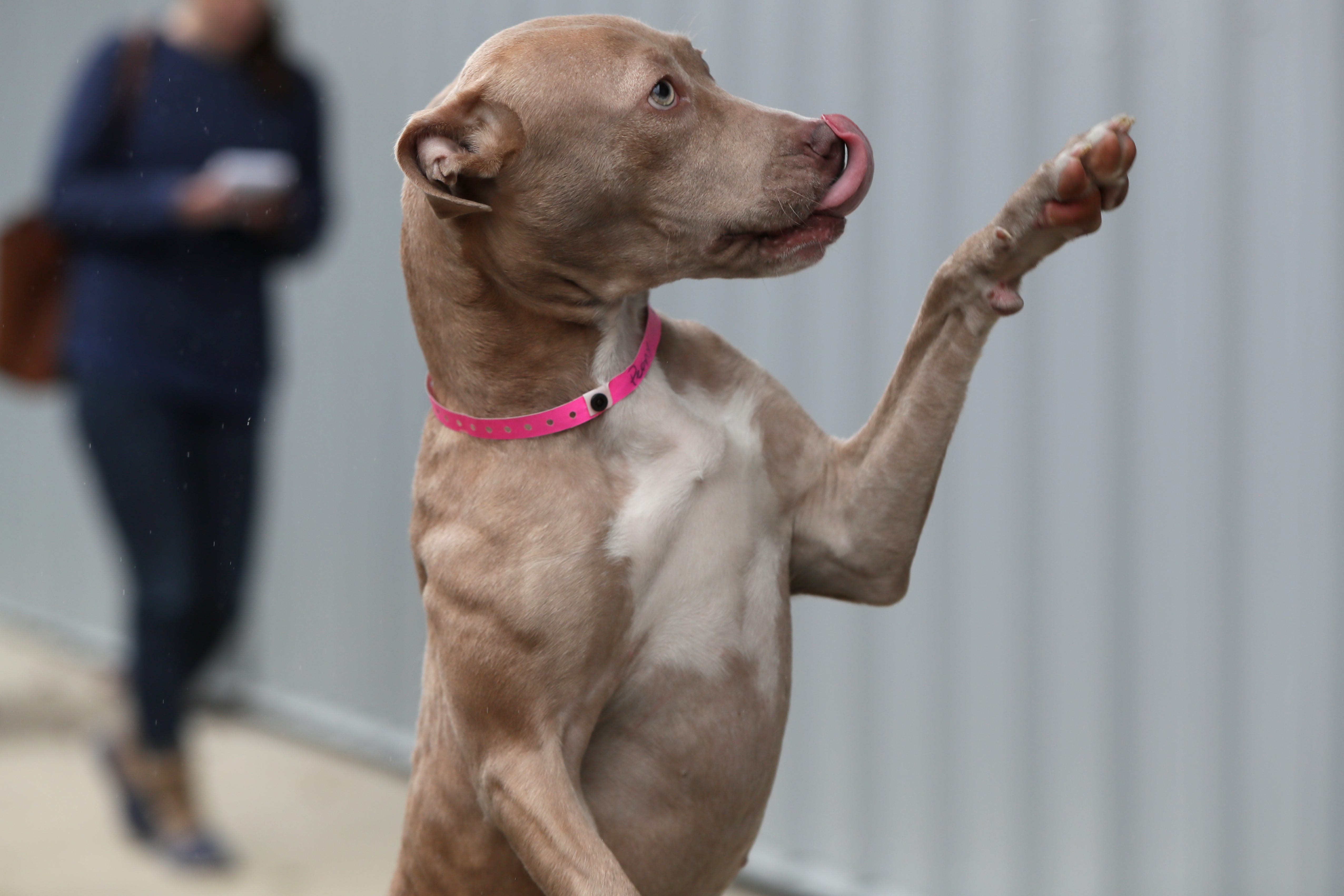 These Five Dogs Are Available For Fostering