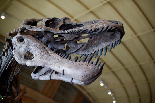 Cincinnati Museum Center: New Dinosaur Hall opens with rare specimens