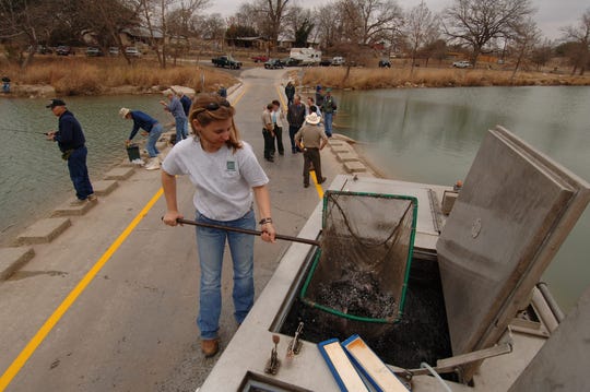 A Texas Parks and Wildlife fisheries technician scoops rainbow trout in a net to stock a lake in Texas in this file photo. Trout will be stocked through the winter beginning Nov. 25.