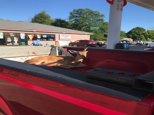 Russ Stoddard, owner of Michigan Highway Hazard Recovery, said this deer was struck by a vehicle and broke it's back, and was later shot by a state trooper, but was still alive. It died on the way to the landfill.