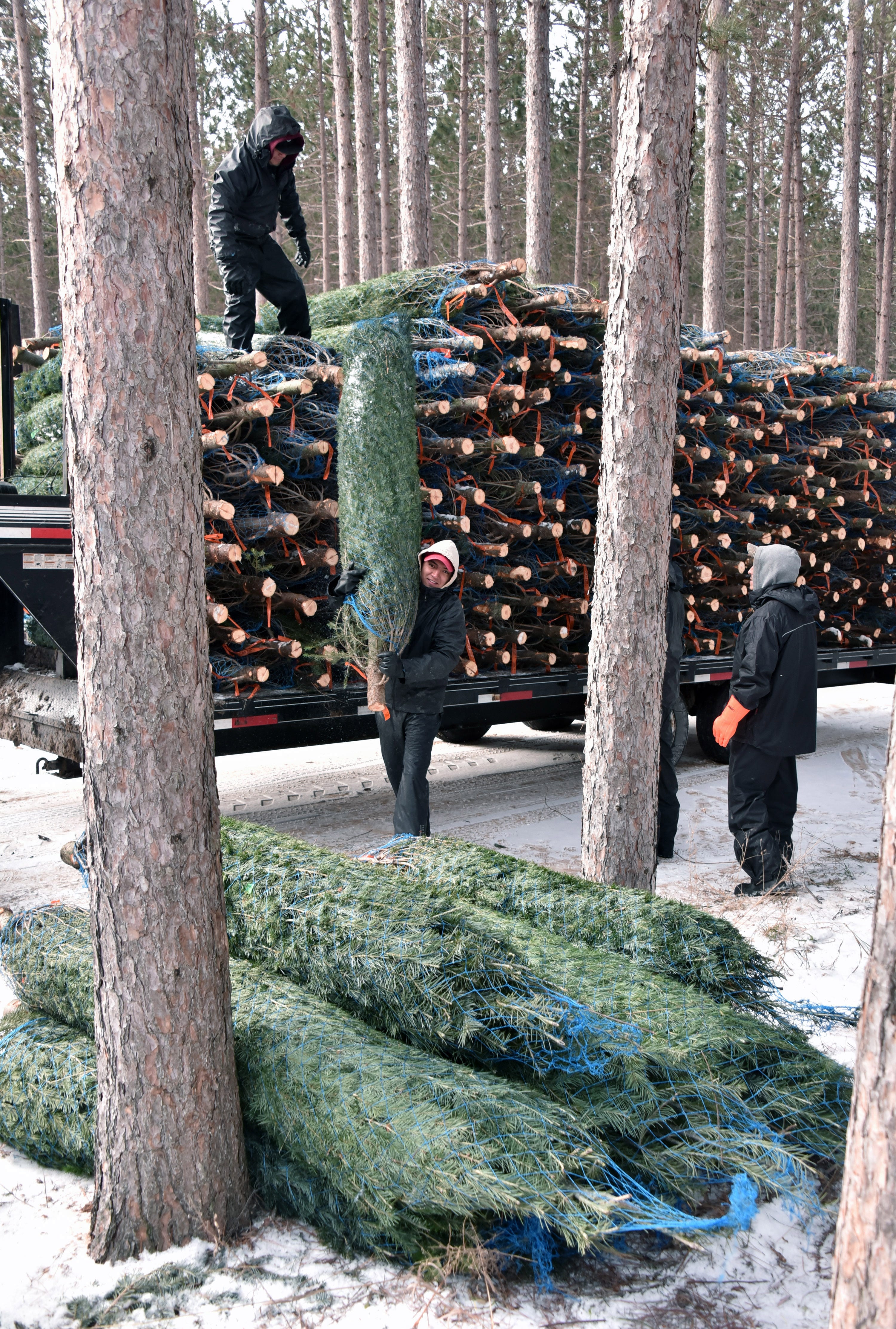 christmas tree farms in michigan wholesale