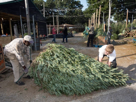 Wiley Tremble and Devin Brown join other Bailey's Market employees to stock a selection of Christmas trees from North Carolina on Monday, November 19, 2018.