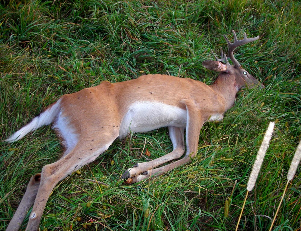 CWD Deer Disease Could Devastate Deer Population, Hunting Industry