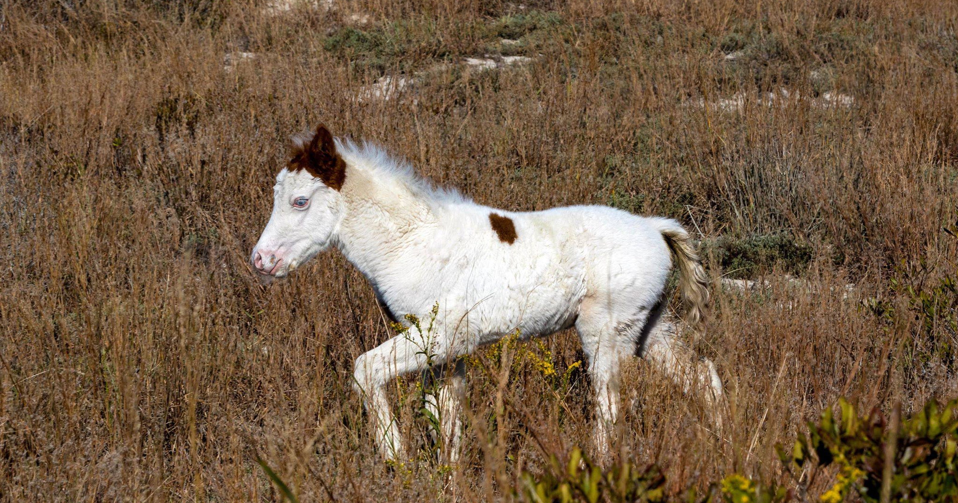 Medicine hat foal one of four Chincoteague ponies up for auction