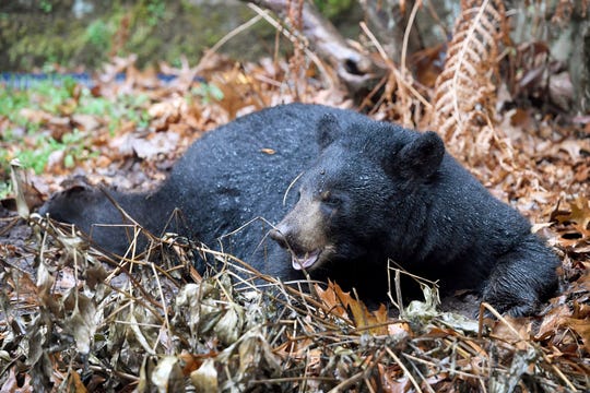 Asheville man learns what to do when black bear builds den in the yard