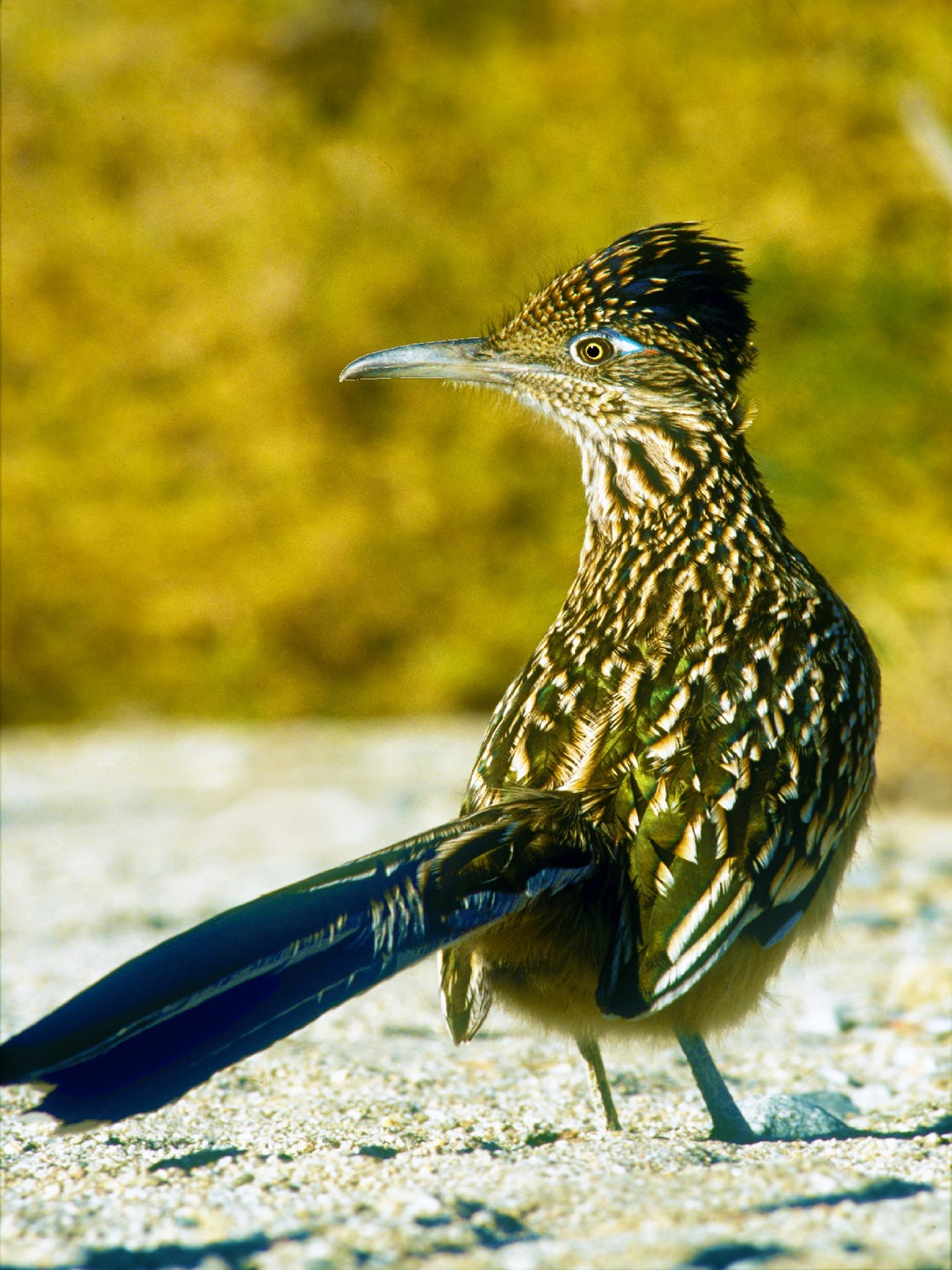 California desert roadrunners disappear each winter, here's why