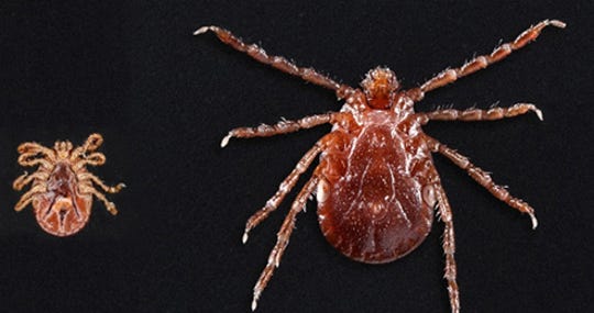 Long-horned Asian ticks have been found on domestic animals, livestock, wildlife and humans.