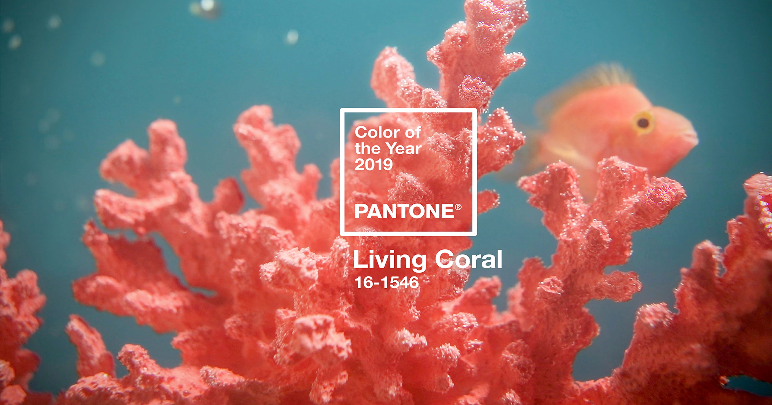 Pantone names Living Coral 2019 Color of Year