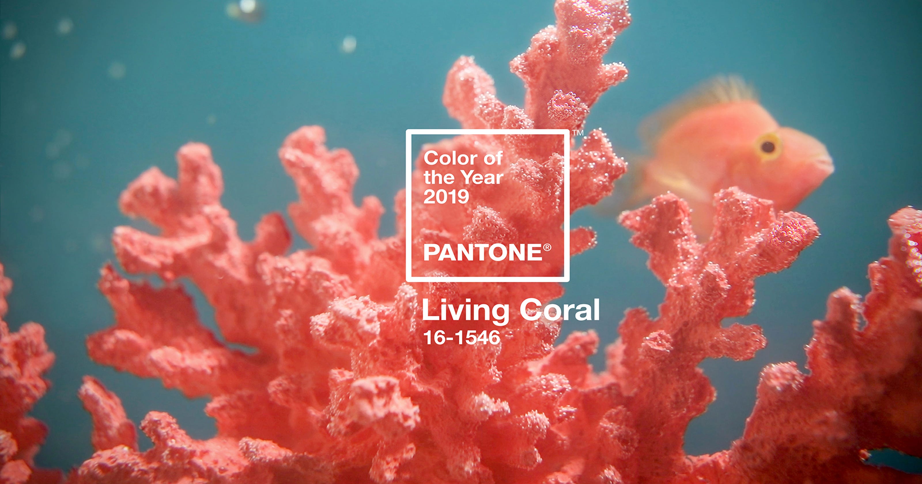 Pantone Names Living Coral 2019 Color Of Year 6604