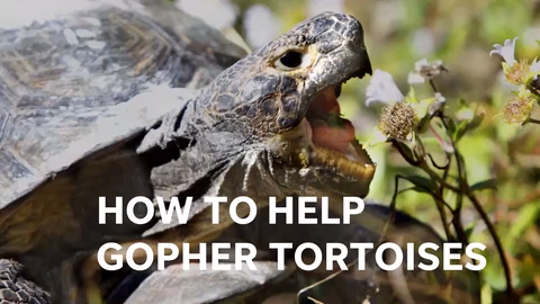 Watch Out For The Florida Gopher Tortoise An At Risk Keystone Species