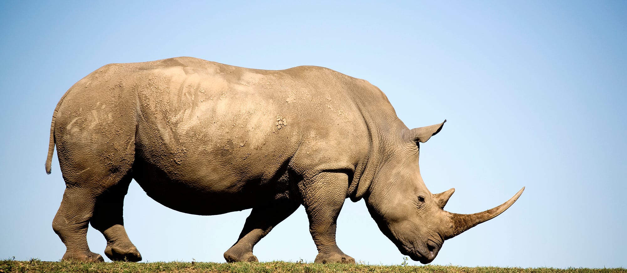 image of a rhinoceros