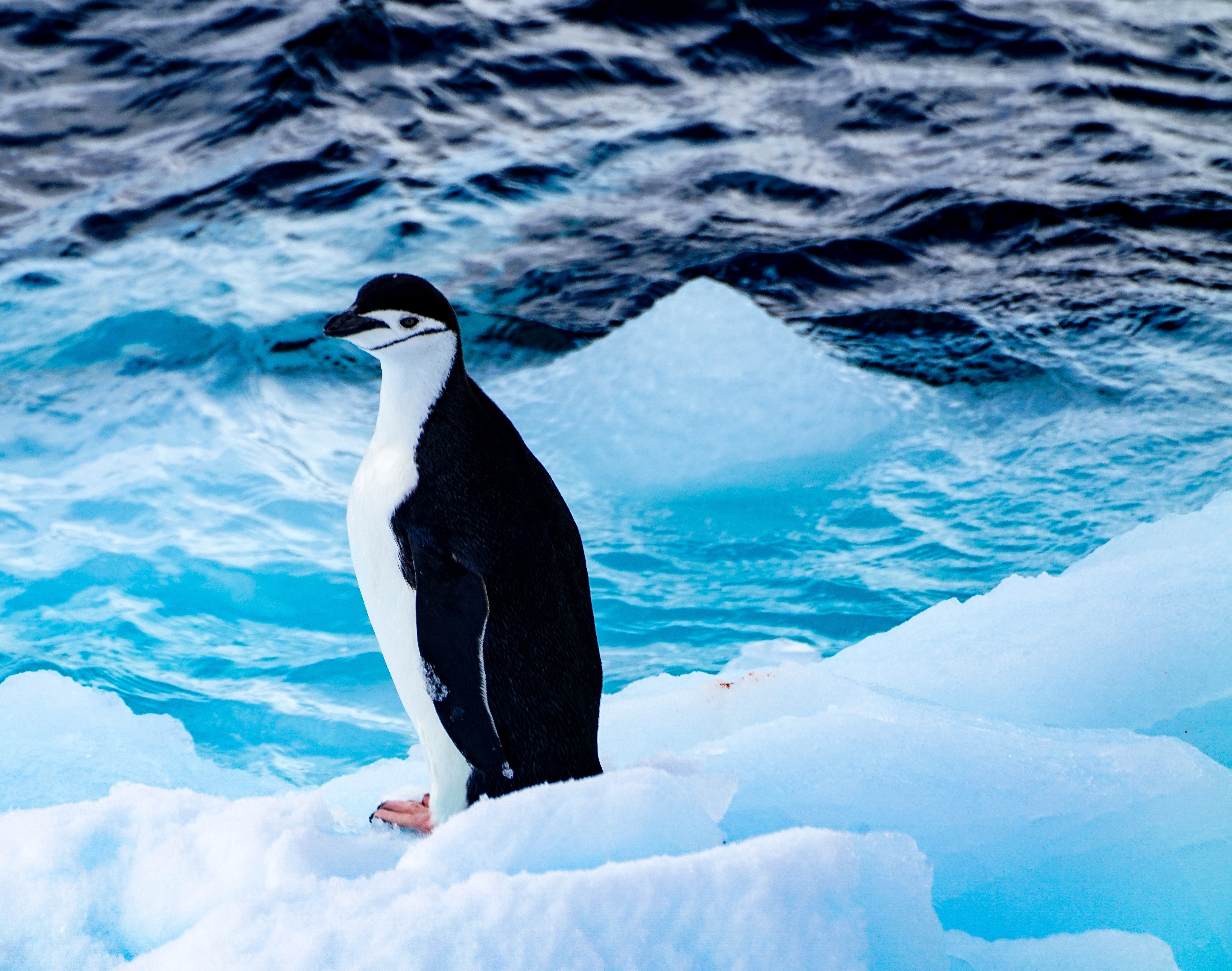 All Aboard For Antarctica: Seeing Penguins, Whales, Seals And Icebergs ...