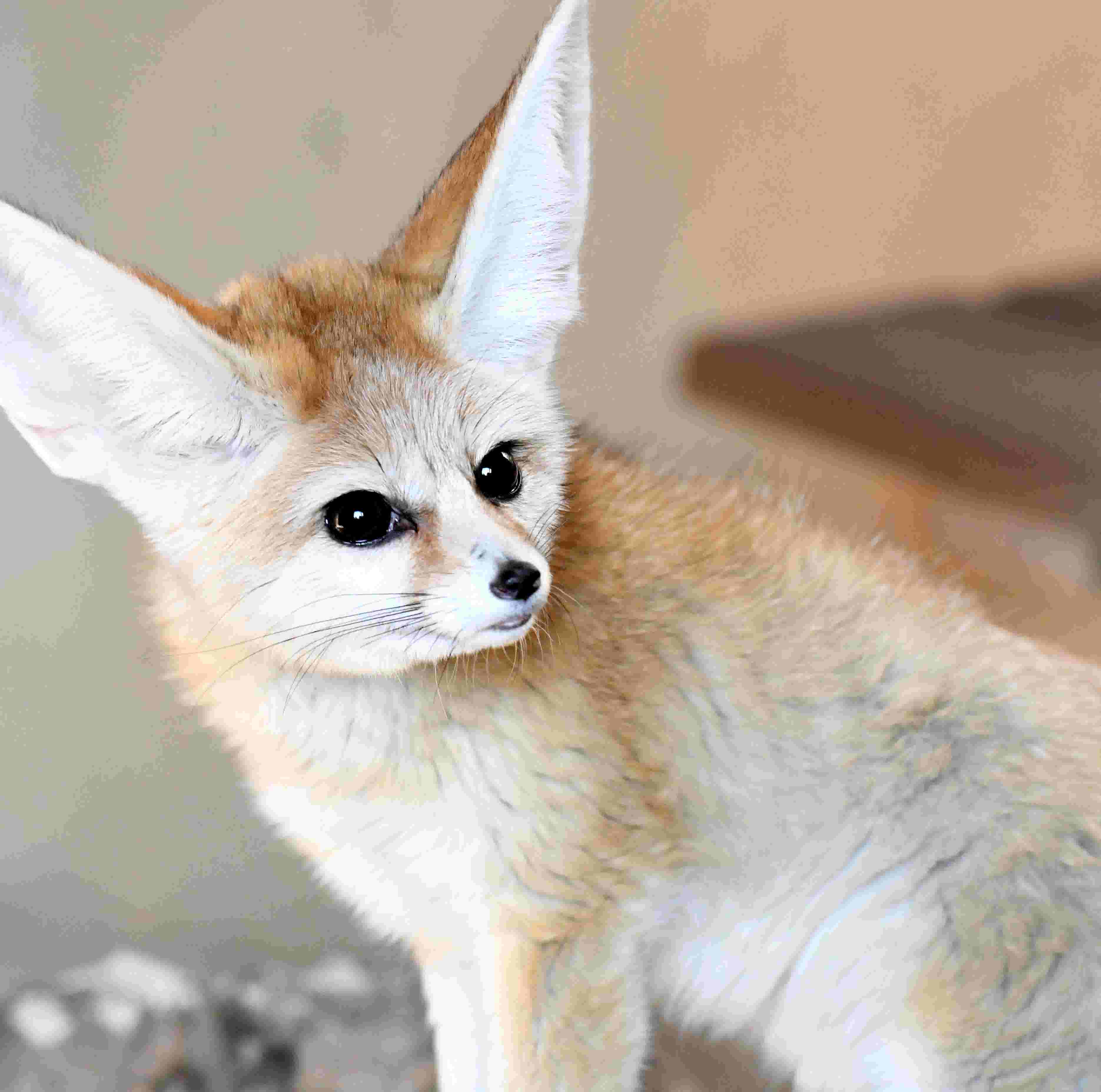 Hattiesburg Zoo Introduces Fennec Foxes New Sumatran Tiger