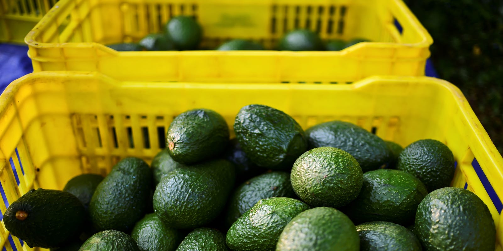 Voor type smog tetraëder Avocado prices: Why avocado prices have been increasing