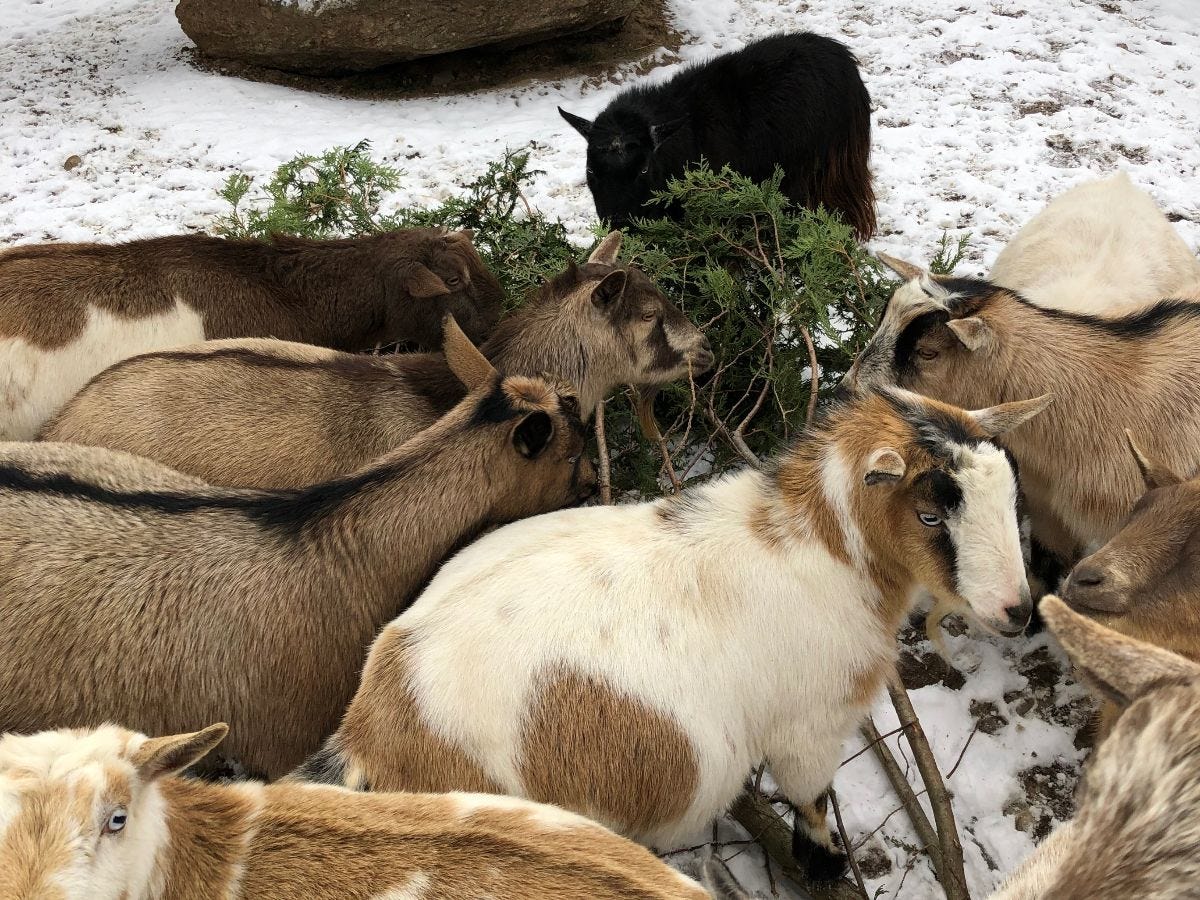 Christmas Tree Recycling Idea: Donate To Goats