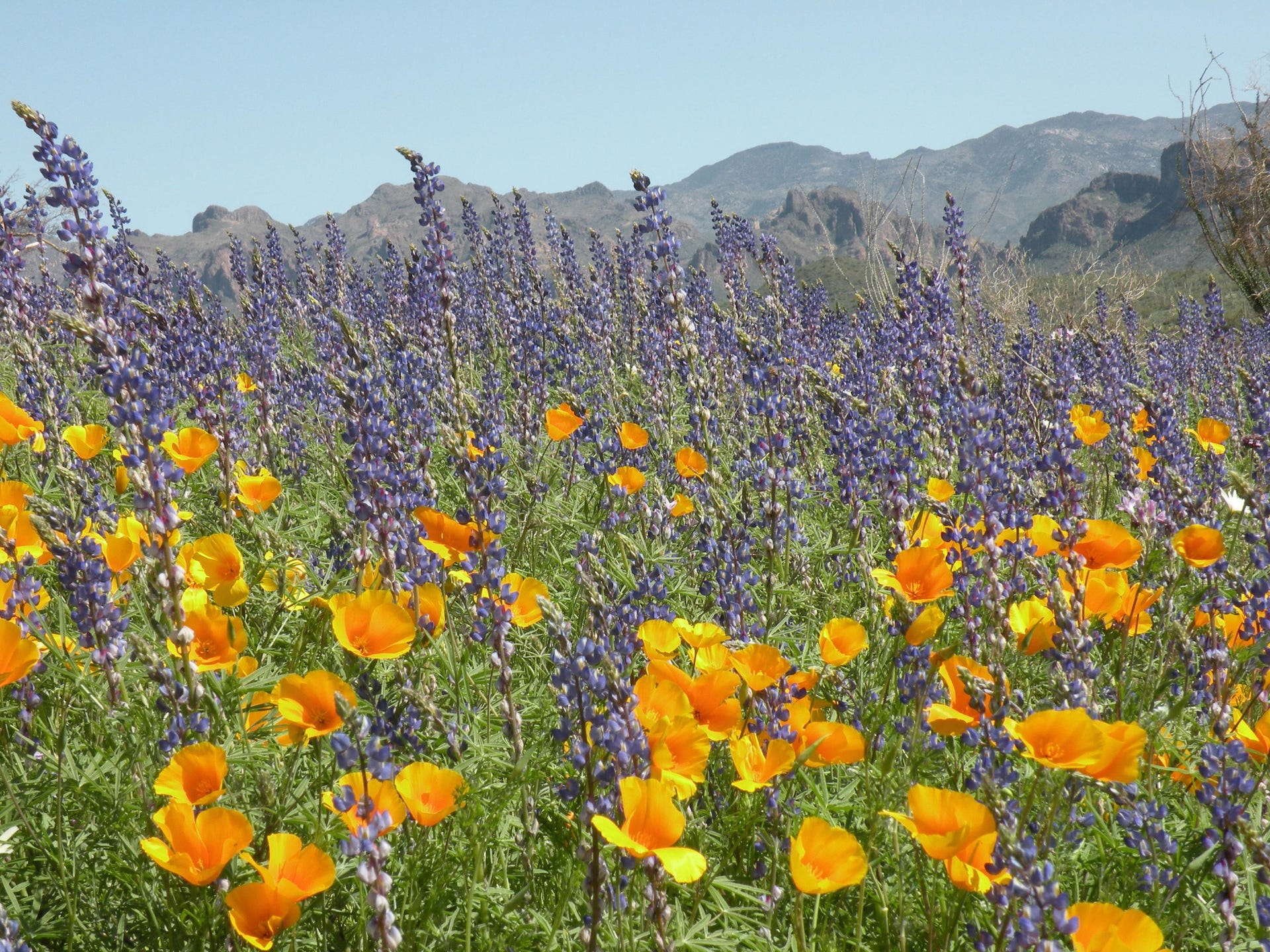 Best places to see Arizona's wildflowers