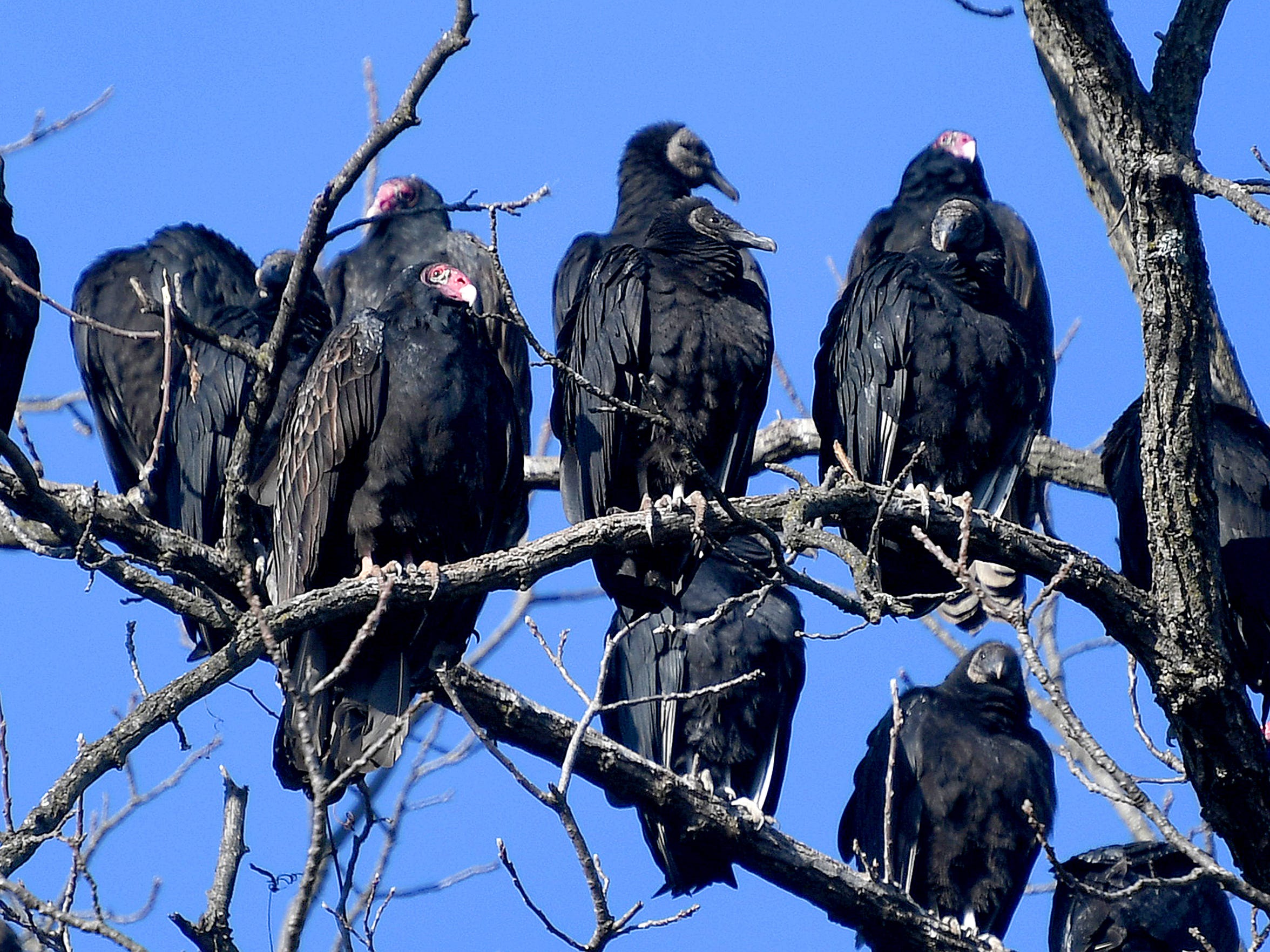 Turkey Buzzard Vs Turkey Vulture