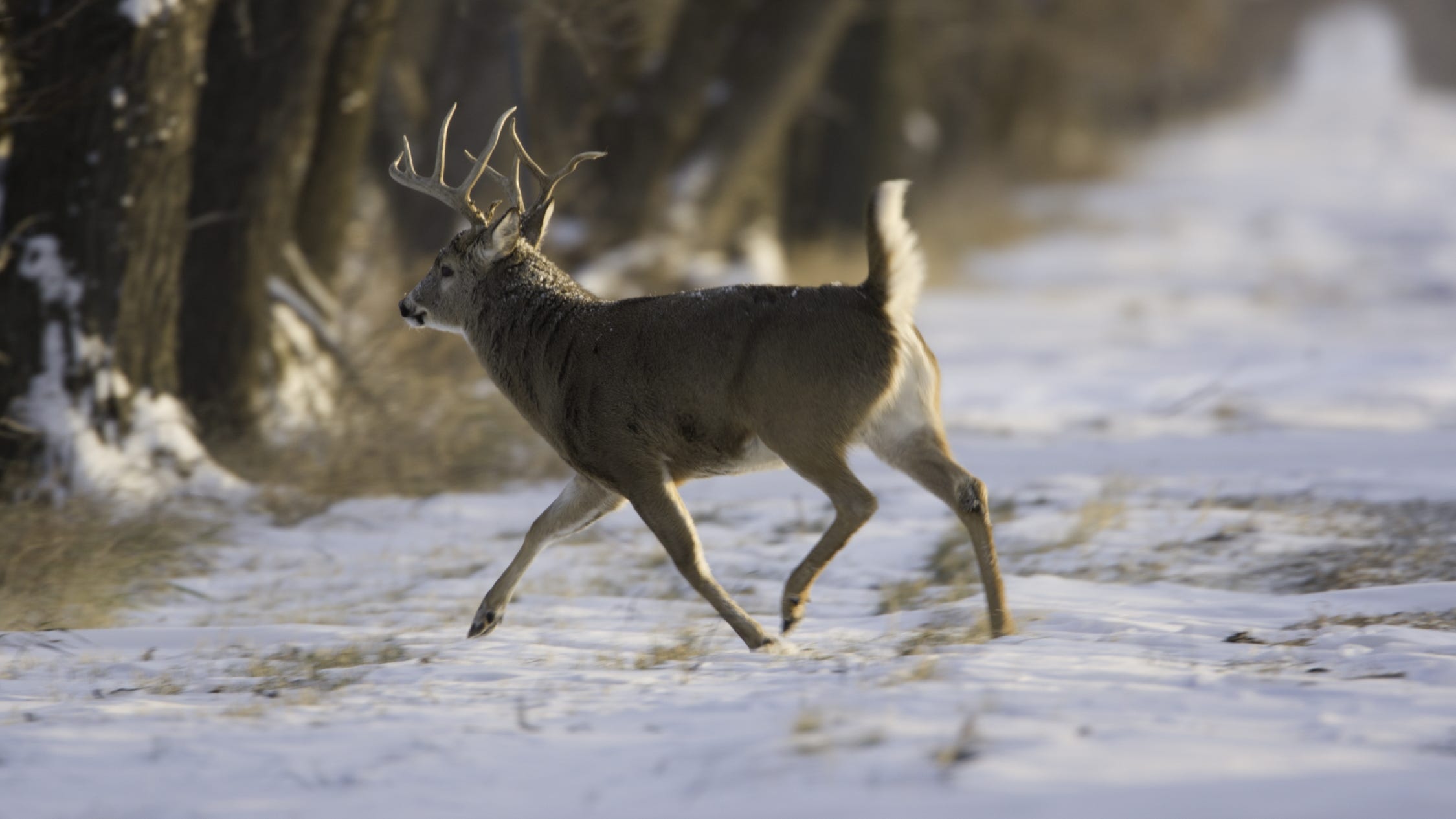 MDC, Missouri Department of Conservation, CWD, deer season